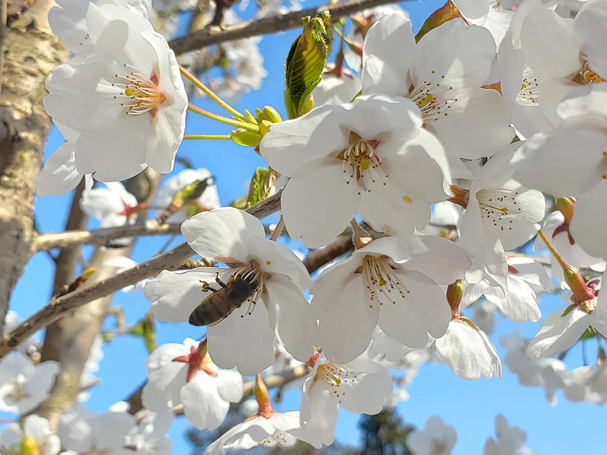 sakura_20221109223149171.jpg